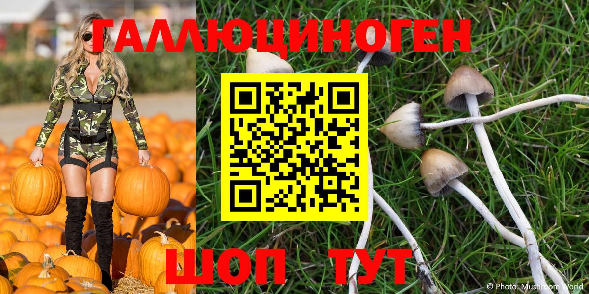 Псилоцибиновые грибы Psilocybe Губкин